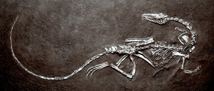 Fossil-of-Coelophysis-004